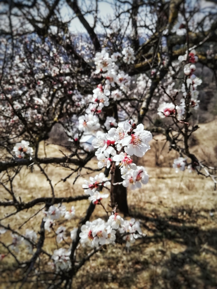 spring color - My, The photo, Mobile photography, Spring, Flowers, , Longpost