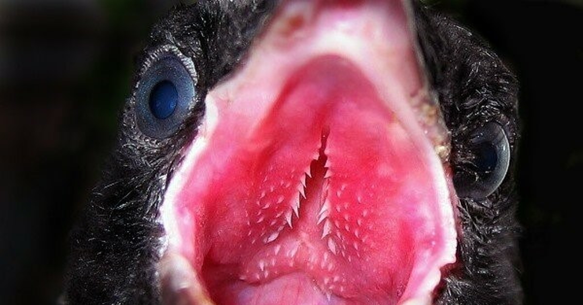 Глаза птенца. Ворона с зубами. Рот птицы.