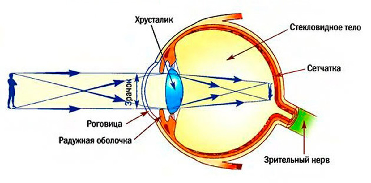 Какие тела мы видим. Схема хода световых лучей в глазу. Оптическая система глаза (светопроводящий и фокусирующий аппарат).. Анатомия хрусталика глаза человека. Ход лучей в оптической системе глаза.