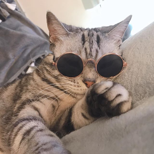 Spectacled - cat, Milota