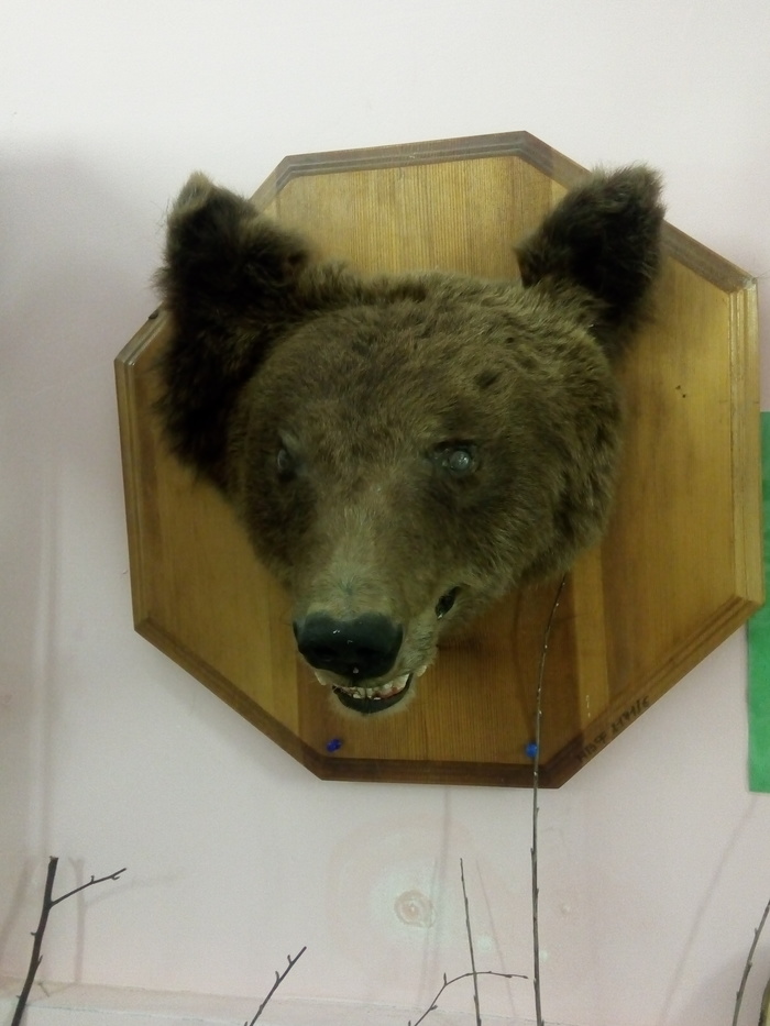 A stuffed bear that has seen everything. - Taxidermy, The Bears, Scarecrow