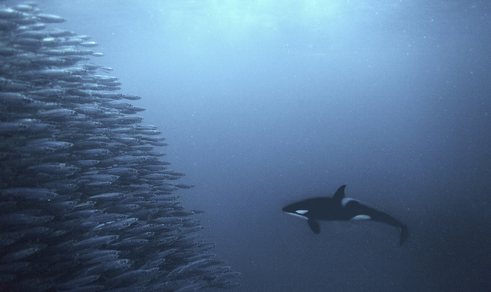 Unequal fight - The national geographic, The photo, A fish, Water, Killer whale