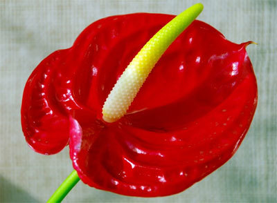 Mom can too - My, Mum, Anthurium, Danger, Children, Text