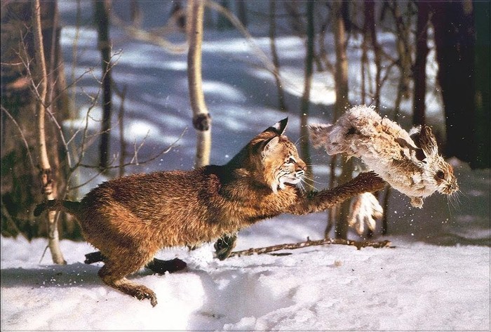 Good shooting with a camera trap. - Lynx, Phototrap, Animals, Nature, Hunting, Hare
