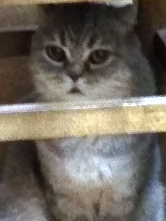 Еще одна история спасения, любимой пушистой задницы Котомафия, Уличные, Кот, Длиннопост