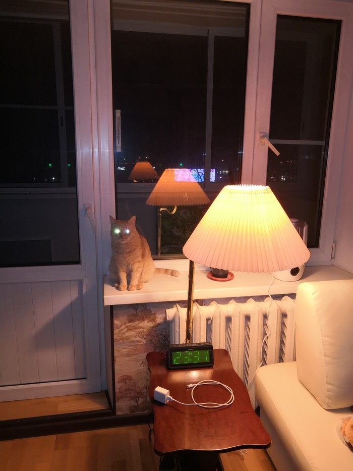 Multi-lamp cat. - My, Catomafia, Cat with lamp, cat