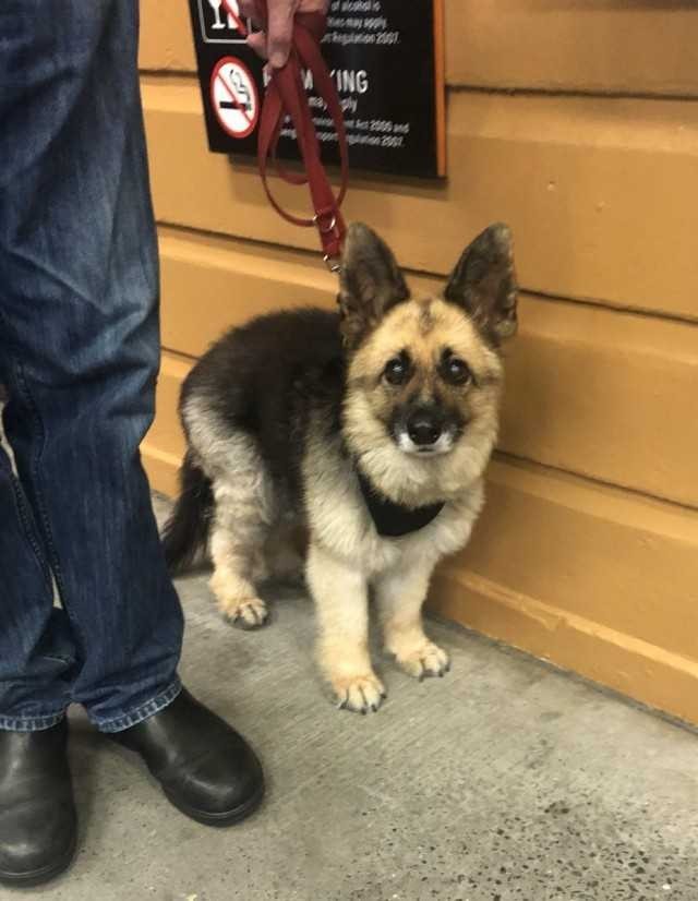 Milota - Milota, German Shepherd