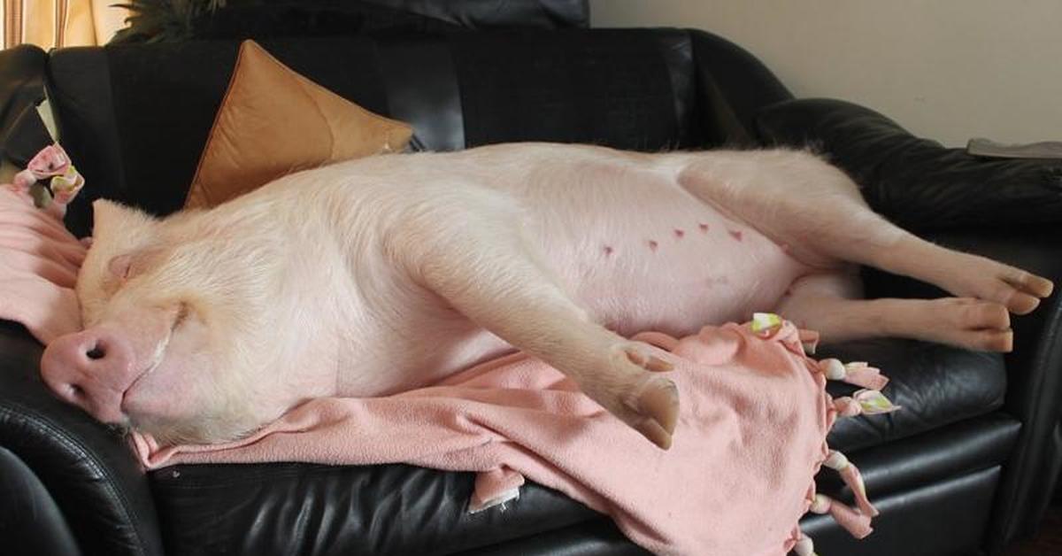 Свинья кайфует. Свинья на диване. Поросенок на диване. Ленивая свинья.