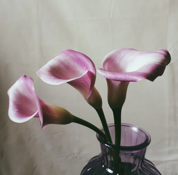 Calla - Bouquet, My, Flowers