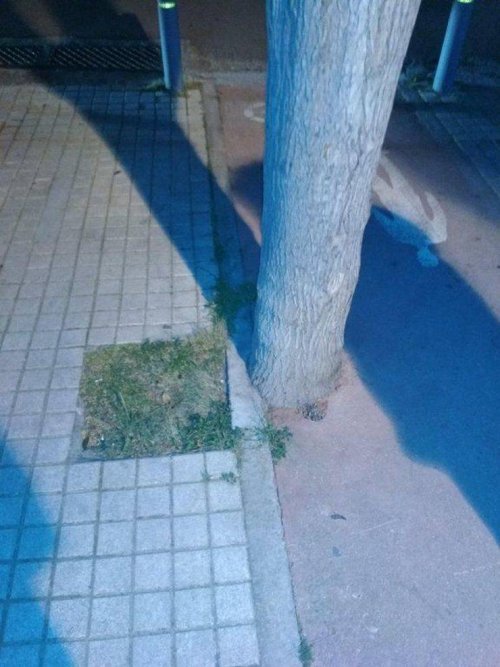 Ctrl+x   Ctrl+v - Tree, The photo