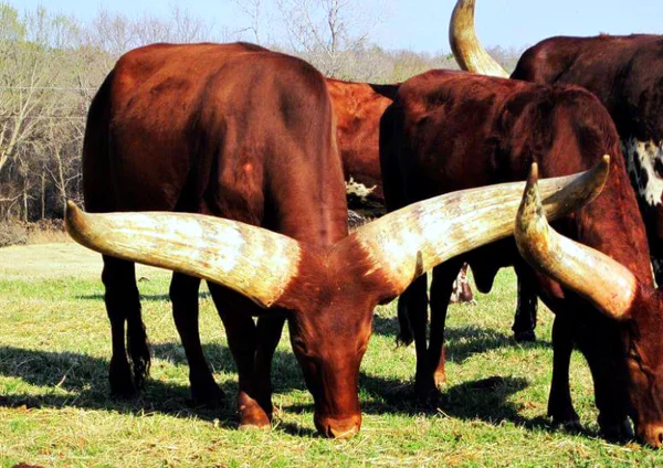 African watousi: the most monstrous horns in the world - My, Mammals, Watussi, , Nature, Animals, Fauna, Video, Longpost, Yandex Zen, Horns