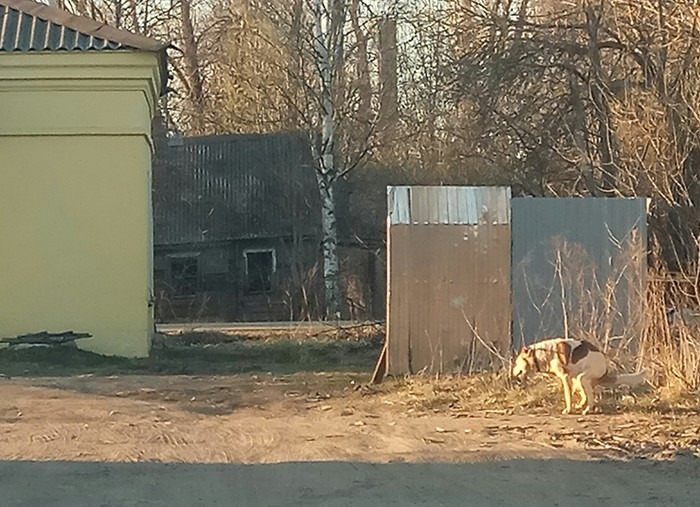 Доброе утро - Моё, Утро, Доброе утро, Россия, Хороший день, Животные, Собака, Отдых, Релакс