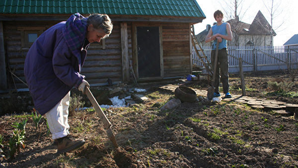 Garden disease. How can you undermine your health in the garden - Dacha, Garden, Garden plot, Health, Gardening, Longpost