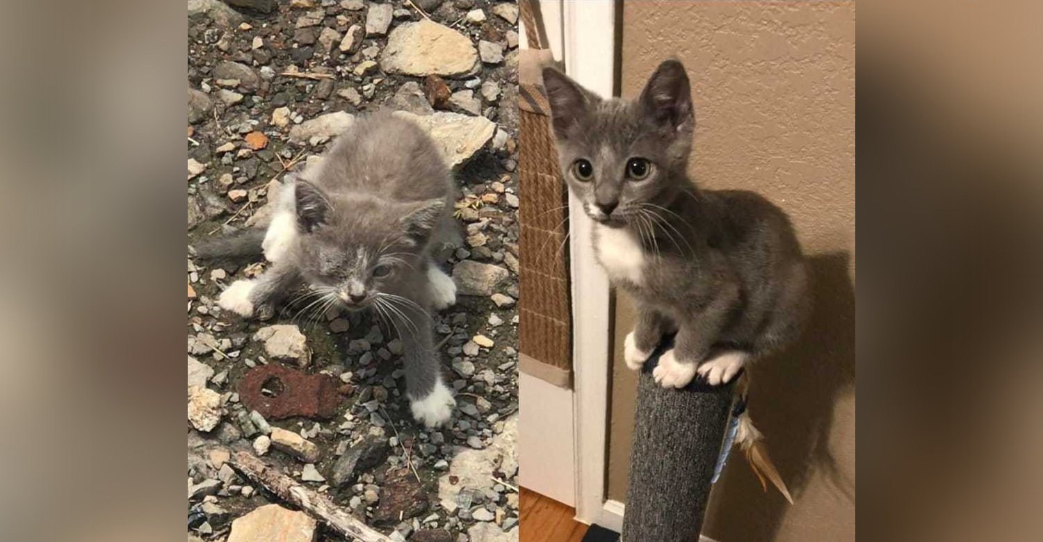 Котята как быстро растут с фото по месяцам