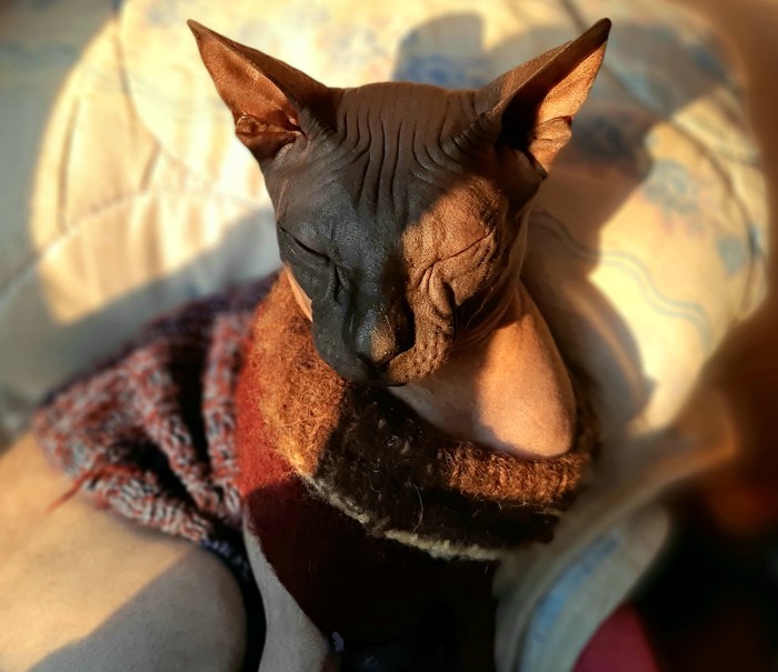 CAT session. - My, Catomafia, Don Sphynx, cat, Pullover, Family member, Longpost, Mobile photography