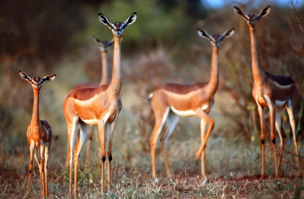 Gerenuk antelope - a miracle of the African savannah - My, Giraffe Gazelle, Animals, Mammals, Savannah, , In the animal world, Nature, Fauna, GIF, Video, Longpost
