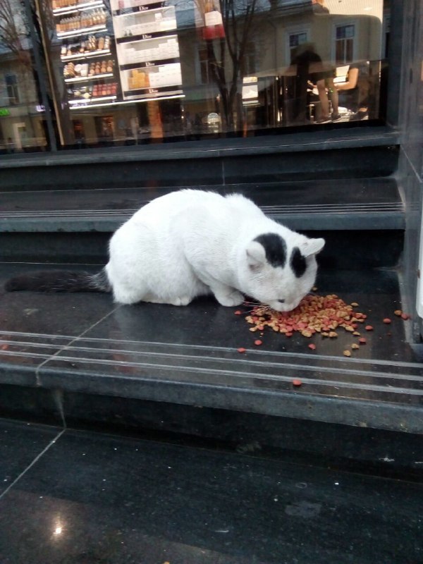 Cats - cat, Odessa, Longpost