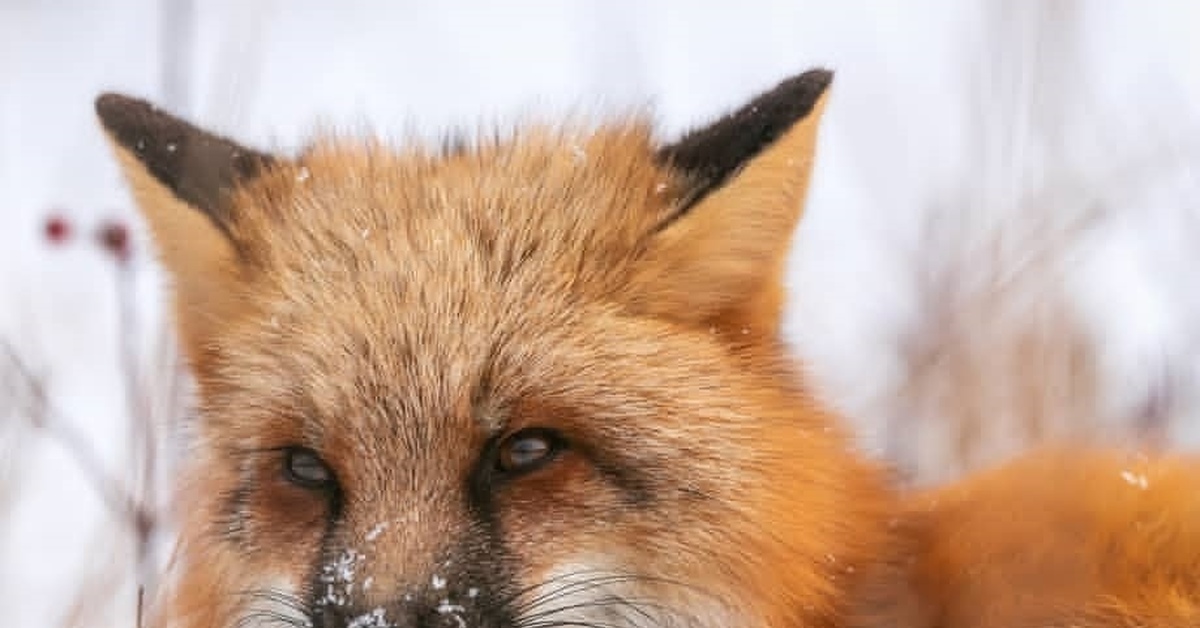 Cute fox. Милые лисички. Милая лиса. Лиса милая хитрая. Фото хитрой лисички.