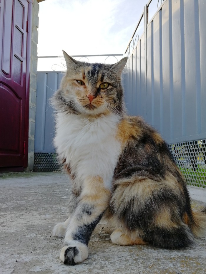 important person - Tricolor cat, cat, The photo, Beautiful, Animals