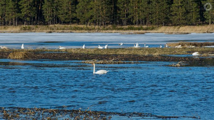 Swans on the pond. - My, Artie, Swans, Ab87, Video, Longpost, The photo