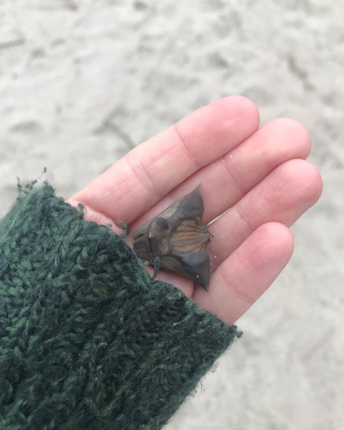 Beach find - What's this?, WhatIsThisThing