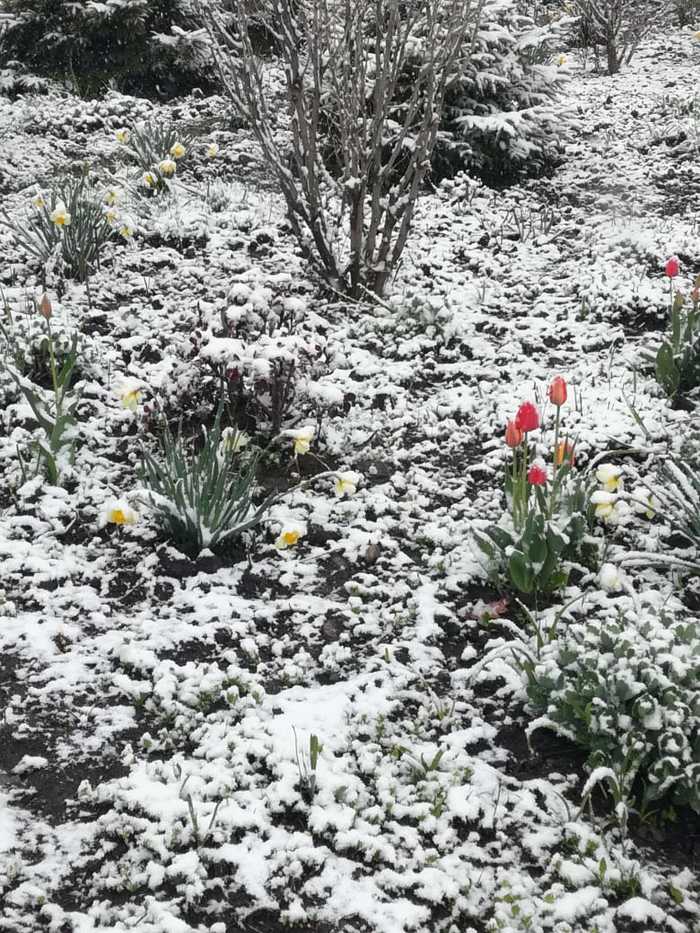 And in the south it's winter again - My, Spring, Snow, Tulips, Cherkessk, The photo