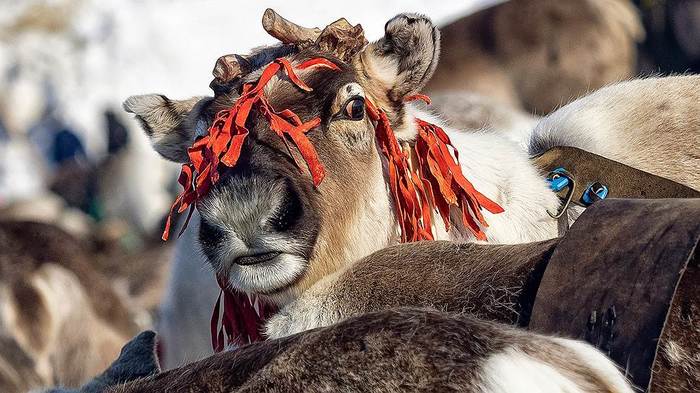 Reindeer breeder faces fine for rally in tundra - Rally, Reindeer herder, Tundra, Longpost