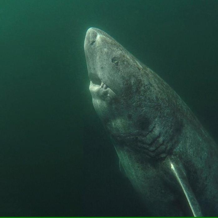 This Greenland shark is over 300 years old - Shark, The photo, Reddit