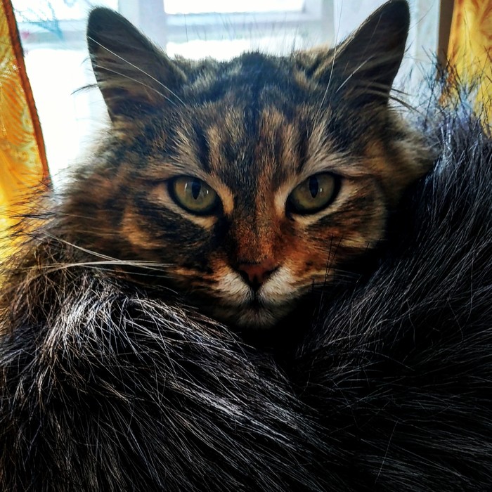 Пушистая красавица