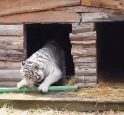 Я смогу!