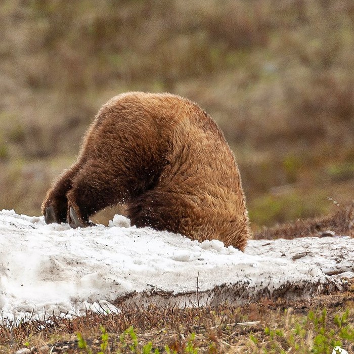 ������� ����