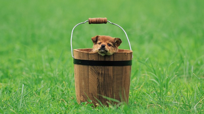 Bucket with a puppy - Dog, Beautiful, Grass, Bucket