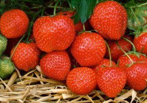 Strawberry - Berries, Strawberry, Strawberry (plant)