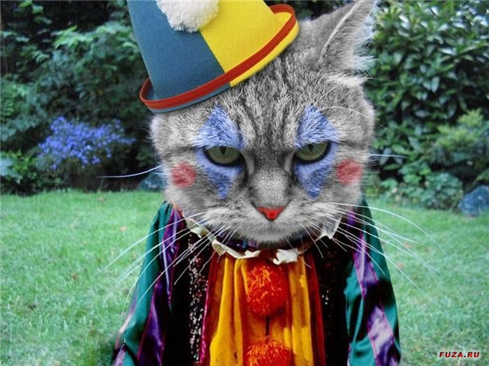 Happy International Circus Day! - cat, Catomafia, Circus, Clown, Seriousness