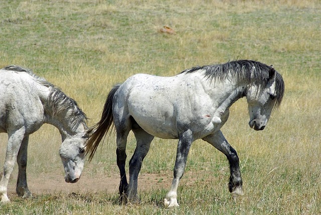 Horses are dangerous animals - My, Horses, Animals, Safety engineering, Hobby, Horseback riding, Horseback Riding, Longpost, life safety fundamentals