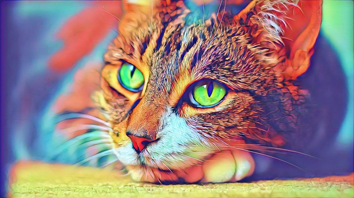 Drug cat - cat, Photoshop master, The photo