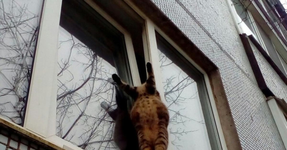 Кошка застряла. Кот застрял в окне. Кошка застряла в окне. Коты застрявшие в окнах. Код ка щастряла в окнке.