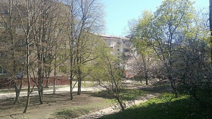 From the window - My, Spring, The street, Tree