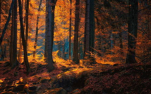 Autumn forest - Forest, Autumn, Nature, beauty of nature