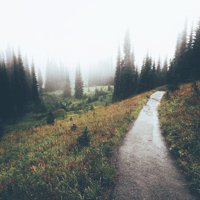 Fog - Road, Forest, Tree, Longpost, Nature