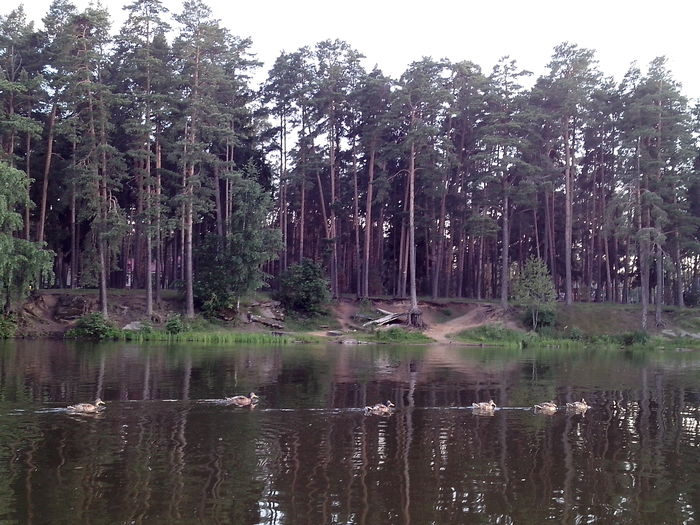 Nature of the Moscow region - My, Nature, Kratovo, Pond, Duck