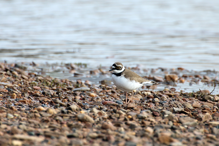 small plover - My, Birds, Ornithology, Sandpiper