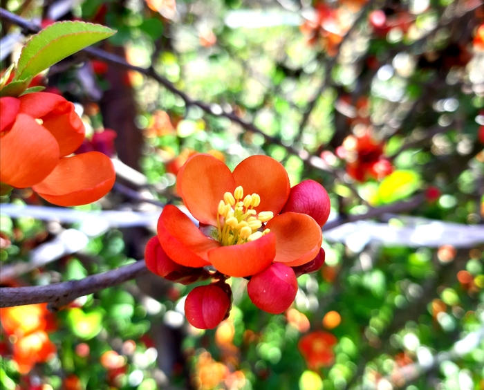 Japanese quince - My, Japanese quince, Bush, Spring, , Longpost