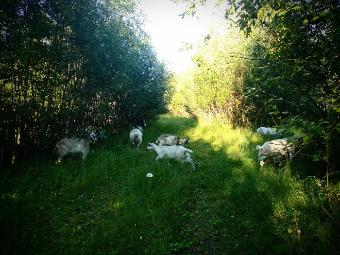 SURVIVOR. - My, Goat Dereza, Village, Chamomile