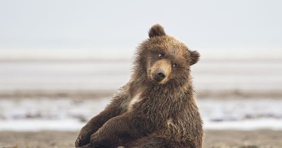 Its bear. Медведь Пестун. Медвежонок Пестун. Милый медведь. Медвежата фото.