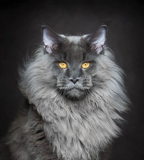 The most beautiful cats / cats in the world - cat, beauty, Longpost