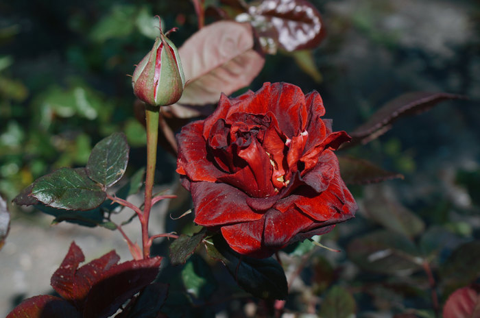 blooming flowers - My, The photo, Nature, Flowers, Spring, Gelendzhik