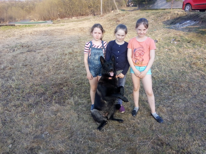 1556209520176871168 Как вымотать собаку на прогулке