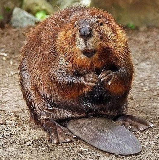 Beavers and our pond. What did they do to him. Good or bad animals? - My, The beast, Beavers, Village, Animals, Longpost