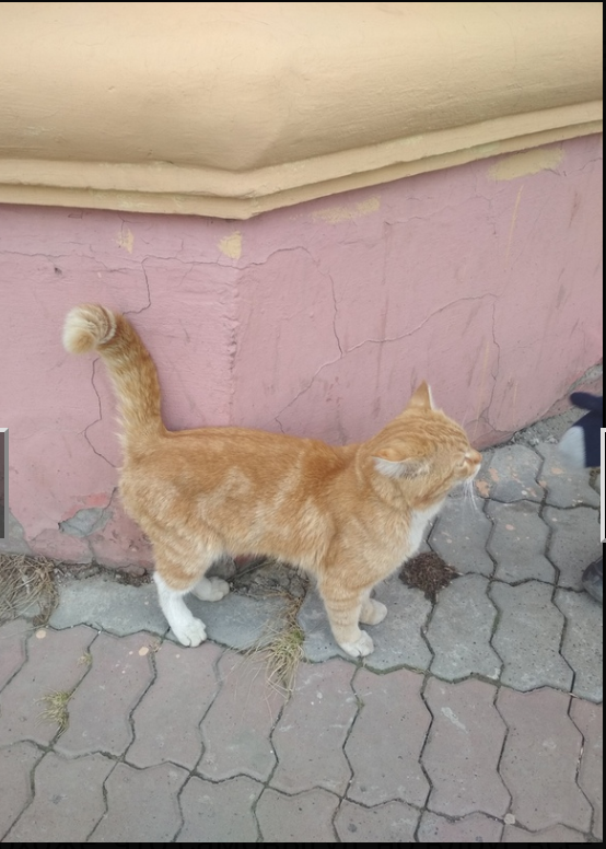 G. Tomsk. - cat, Found, Longpost, No rating